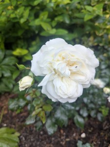 DIAMOND DAD (ground cover)